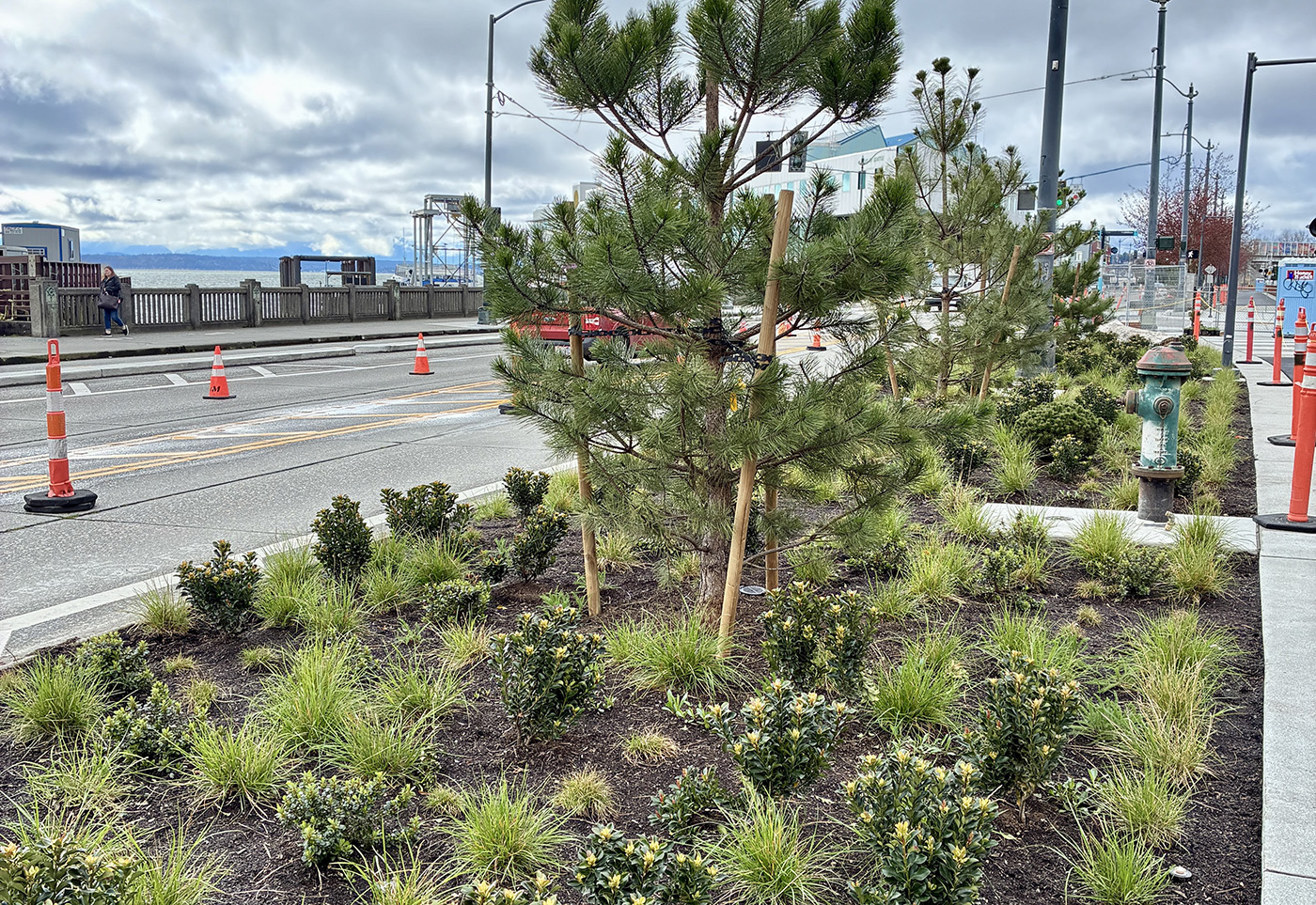 Road shoulder with plants, surrounded by construction cones