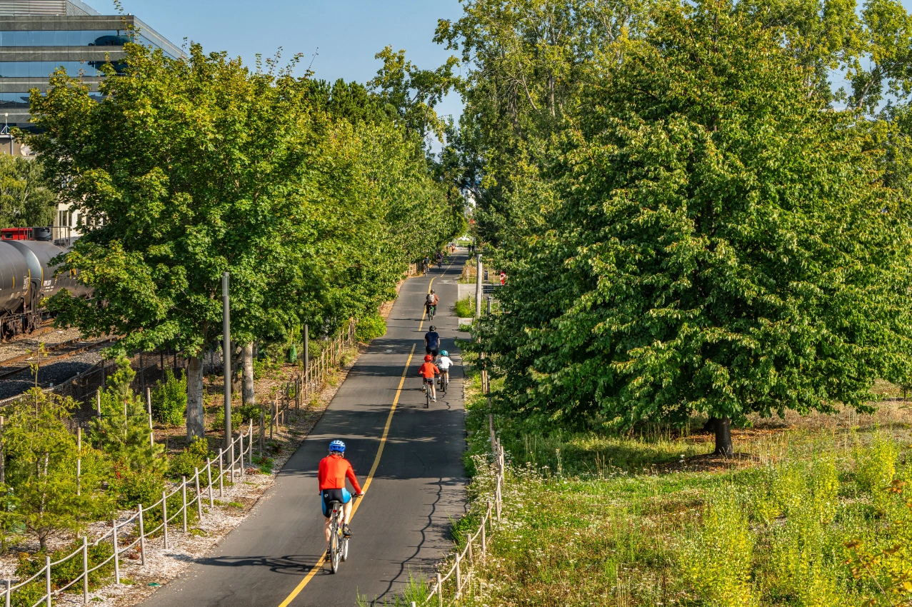 A stretch of freshly paved path through a mature tree canopy.